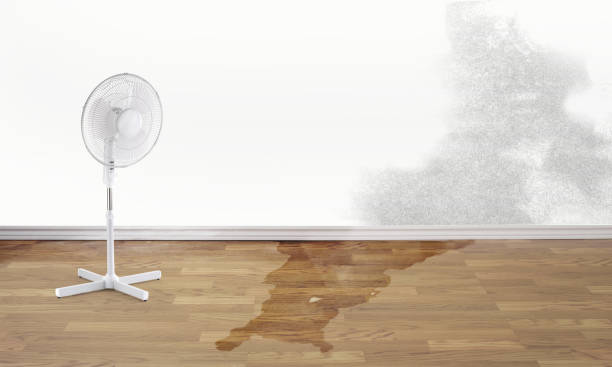 Best Professional water damage repair  in Ecru, MS